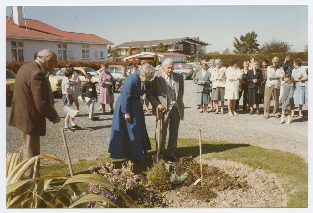 Planting of a kauri tree