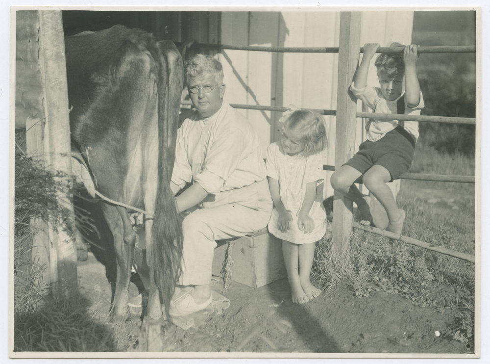 Milking Brownie, Whakapara, Jan 1936