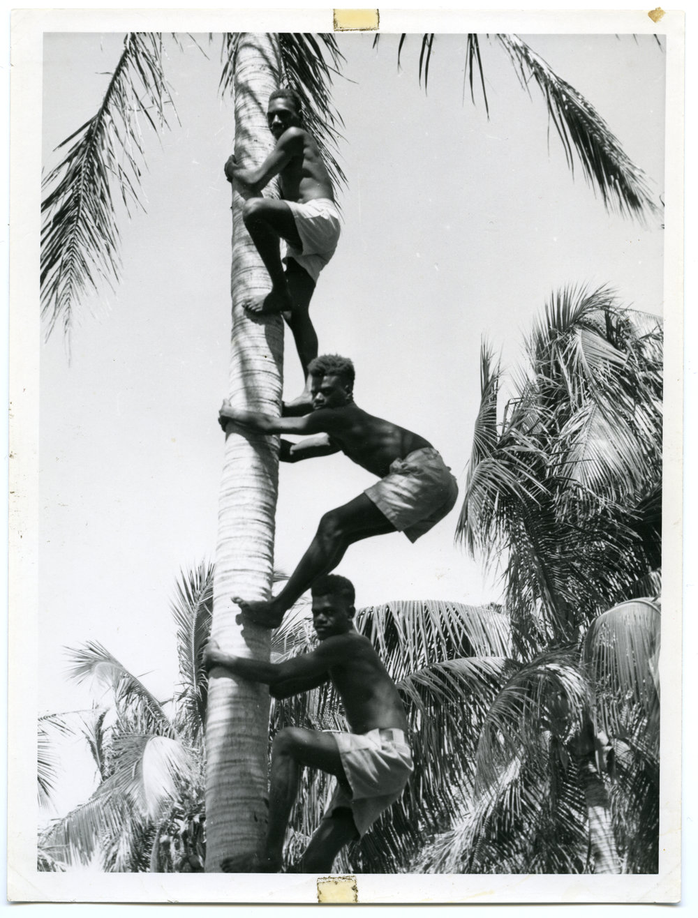 Climbing coconut palm