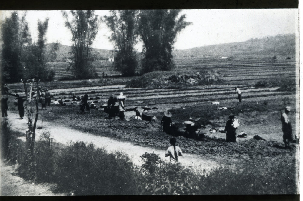Working In Fields | Presbyterian Research Centre