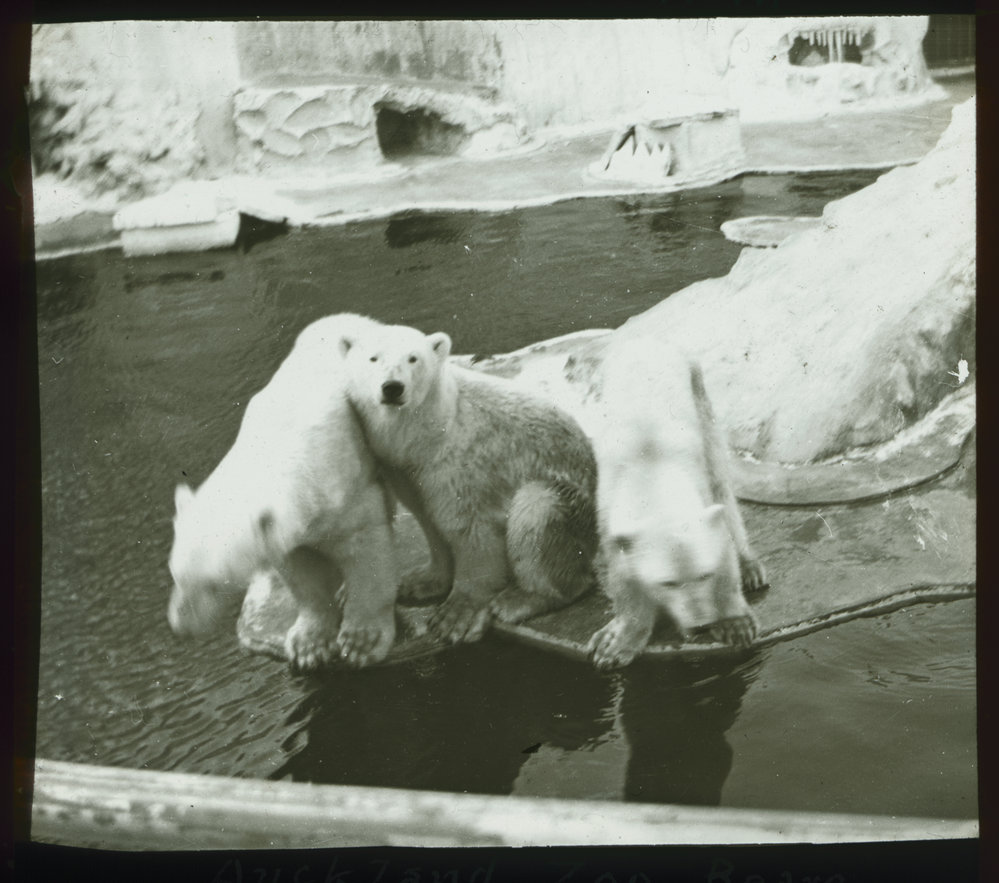 Three polar bears at Auckland Zoo