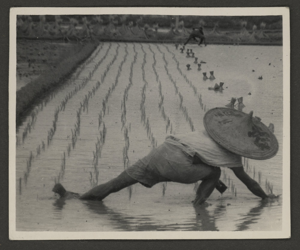 Planting Rice