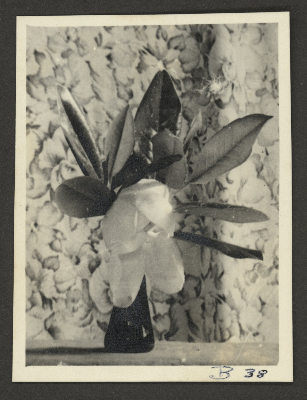 Unknown Flower