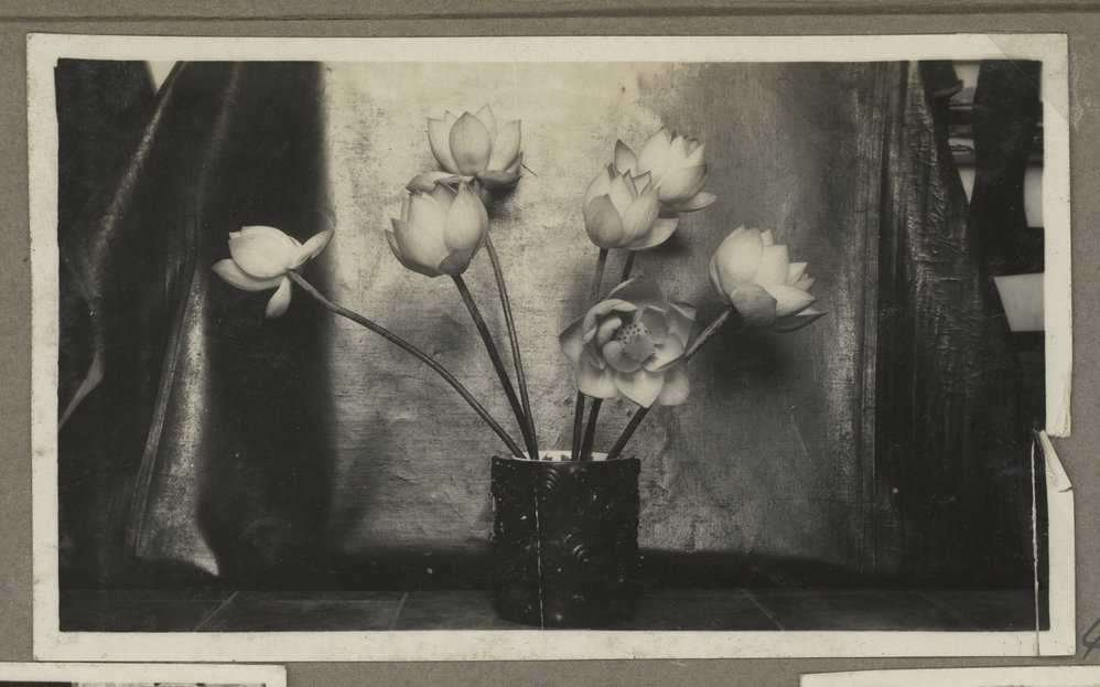 Lotus Flowers