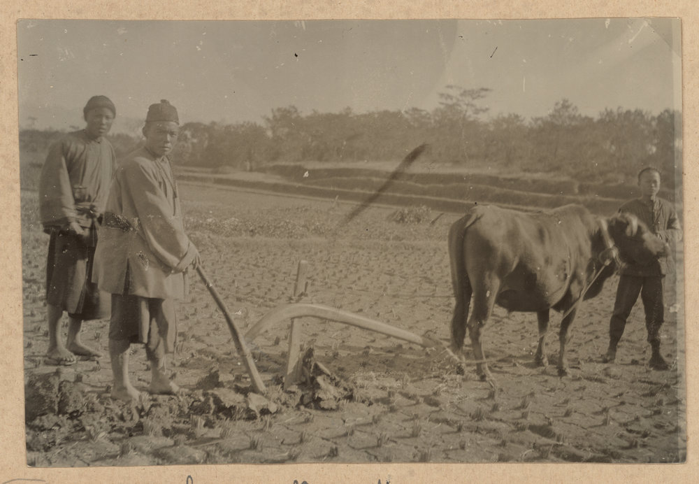 Ploughing A Rice Field.