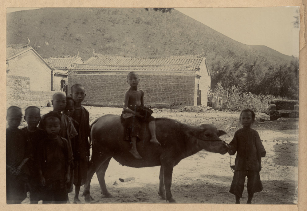 Village Boys with Water Buffalo.