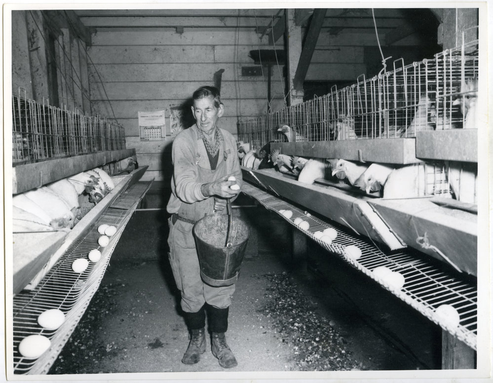 Allan Marr collecting eggs, Glendining Home, 1960