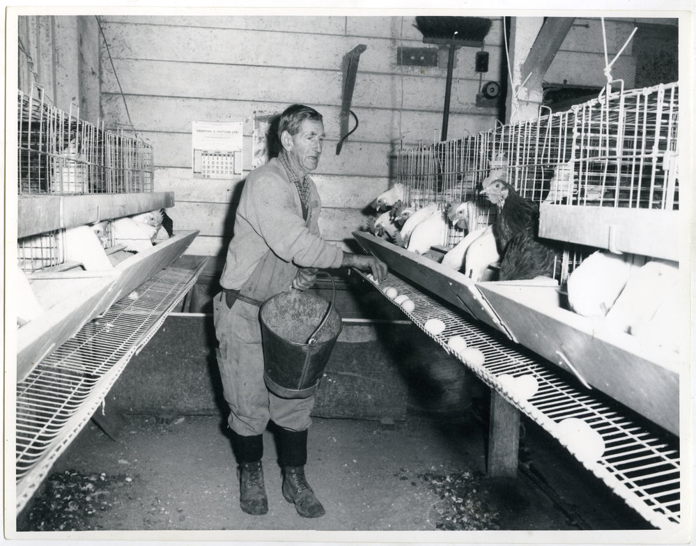 Allan Marr collecting eggs, Glendining Home, 1969