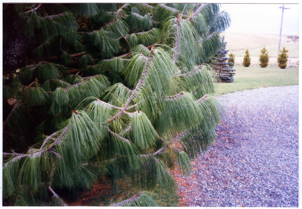 Oregon Pine, Te Anau, 1988
