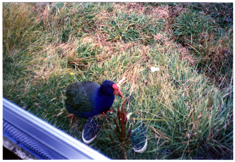 Takahe, Te Anau