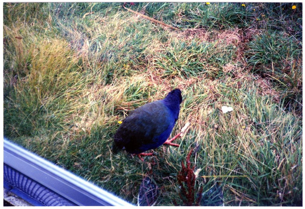 Takahe, Te Anau
