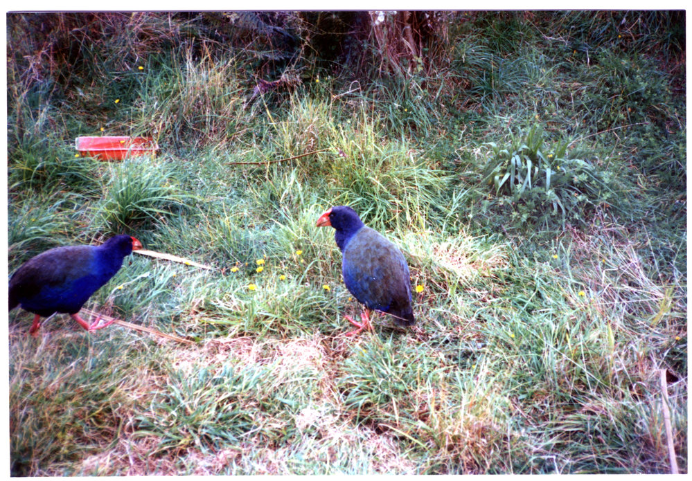 Two Takahe, Te Anau