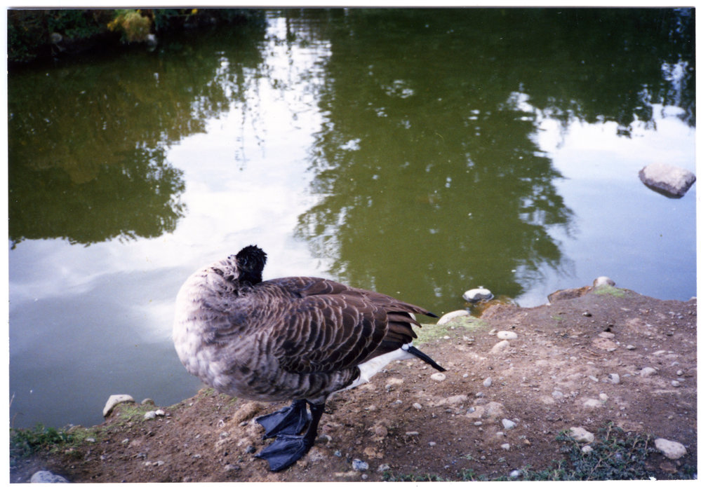 Paradise Shelduck, Te Anau