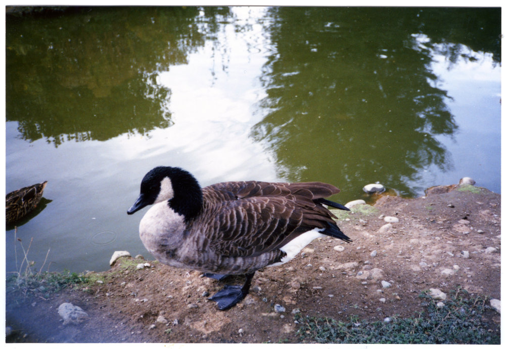 Paradise Shelduck, Te Anau