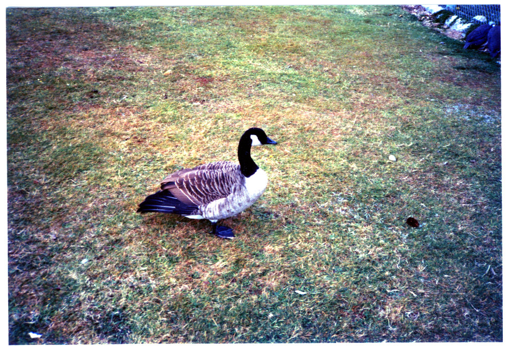 Paradise Shelduck on the lawn, Te Anau