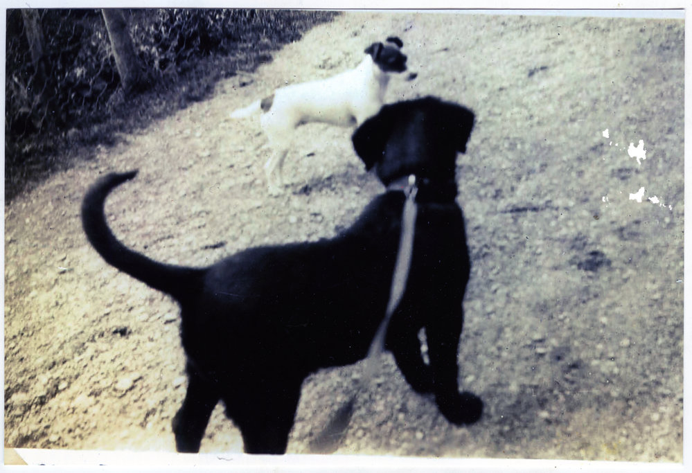 Two dogs on a walk