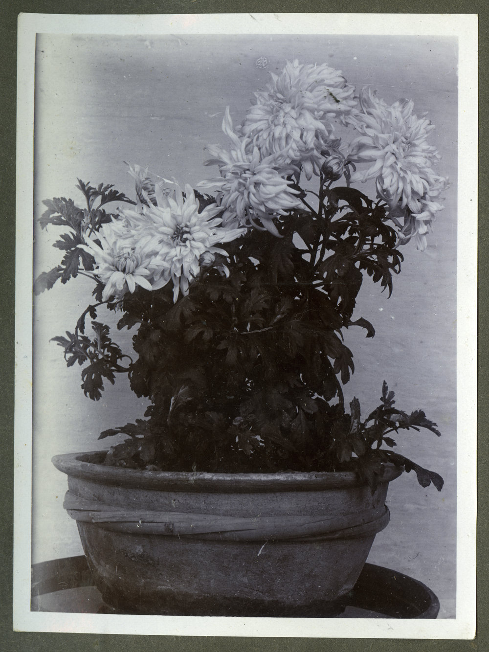 Chrysanthemums, 1916