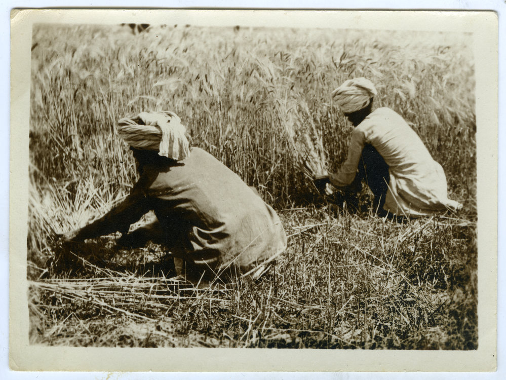 Harvesting grain