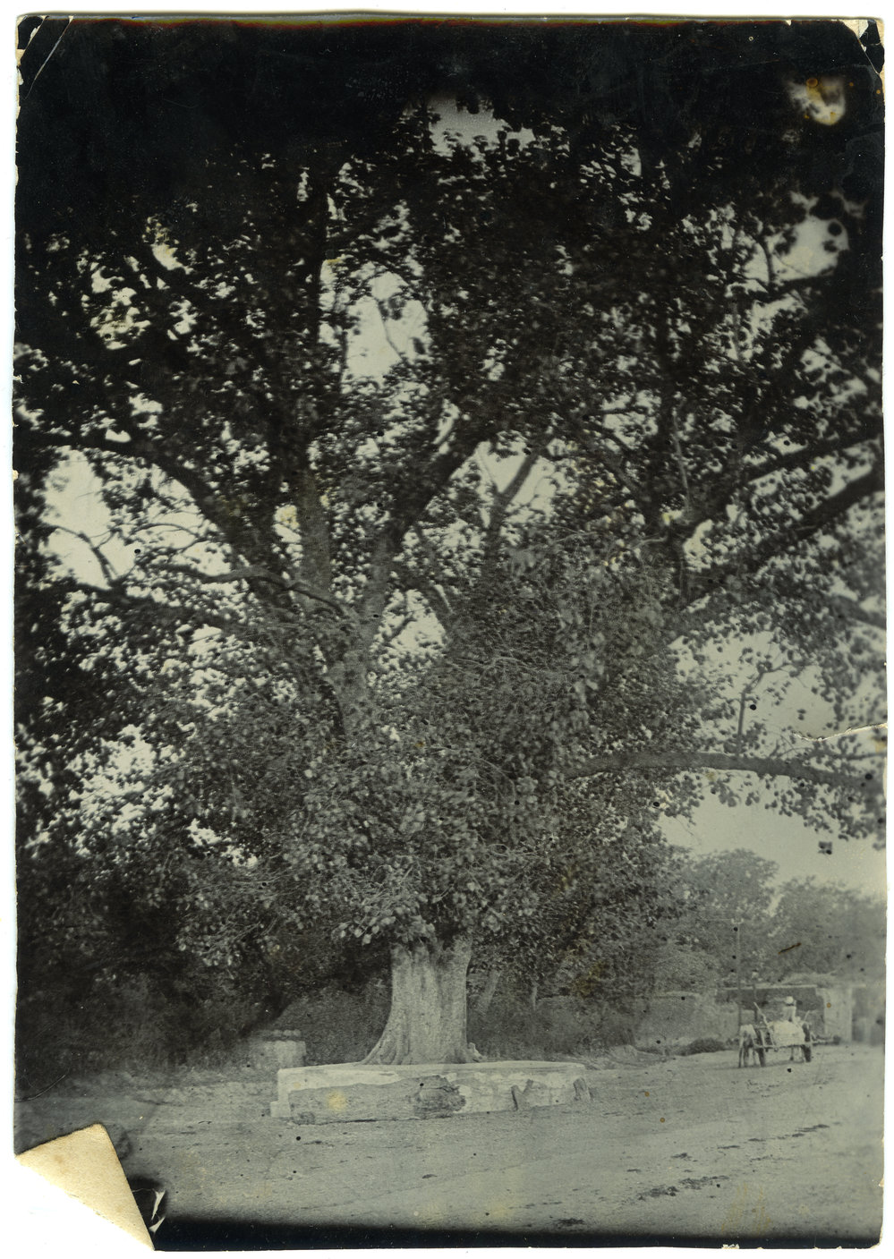 Large tree on the road to Railway Station