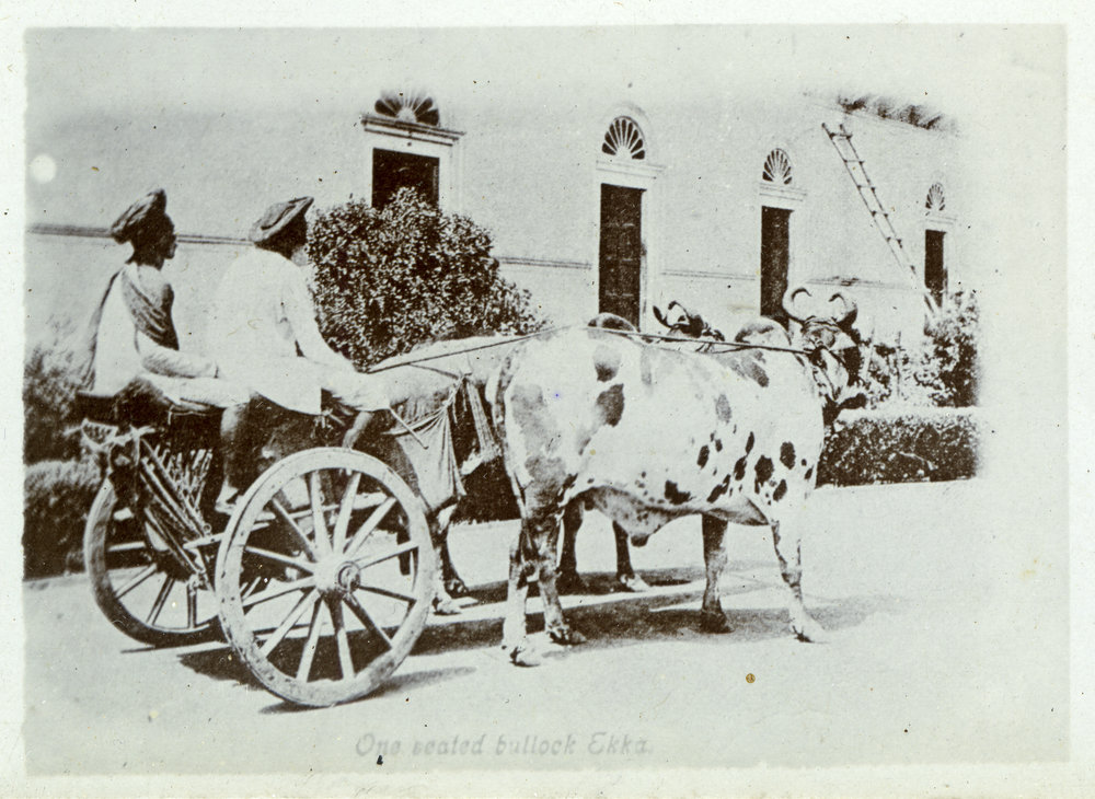 A bullock ekka (cart)