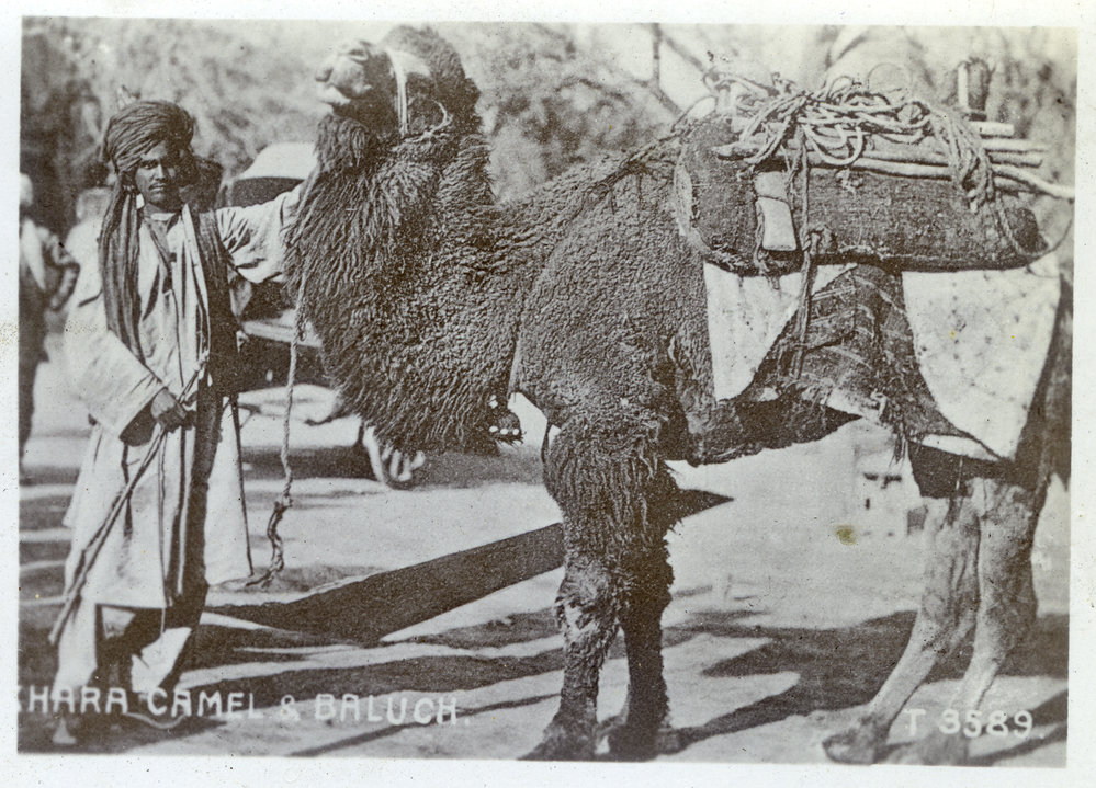 "Khara Camel and Baluch"