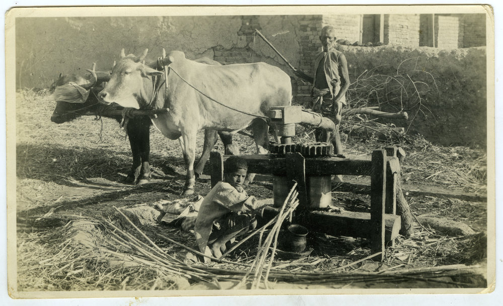 Pressing sugar cane