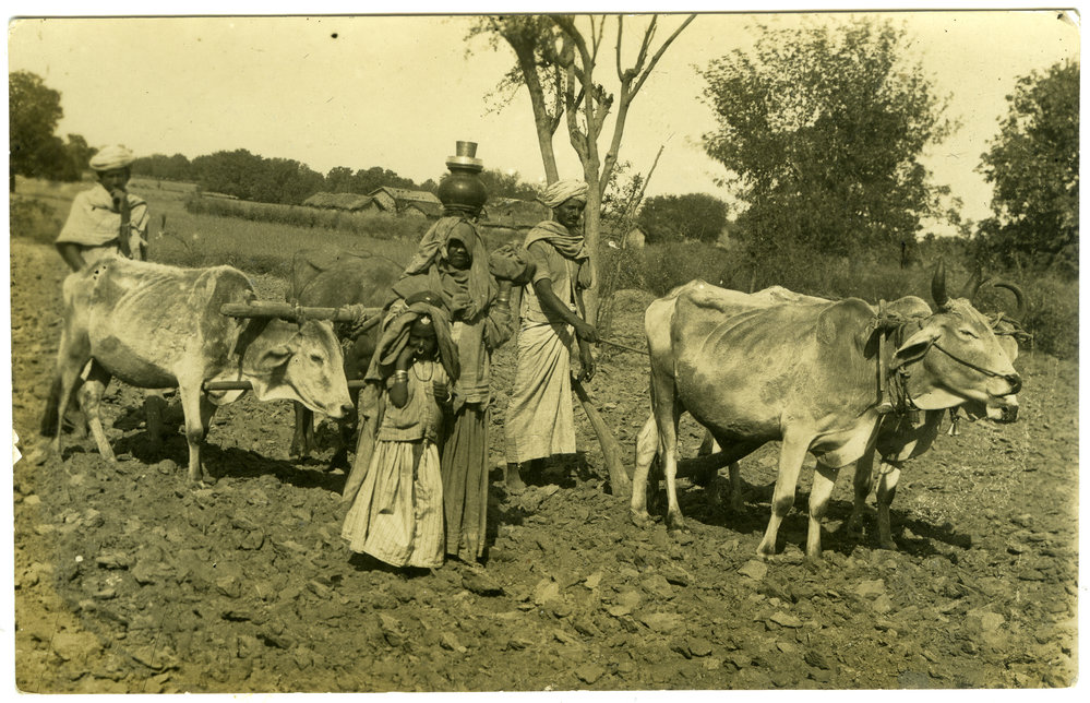 Two unidentified men ploughing with oxen