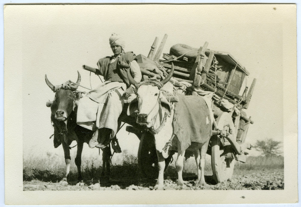 Oxen and cart carrying furniture 