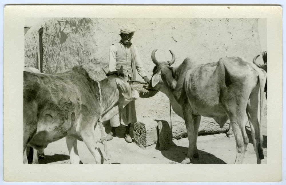 Oxen feeding