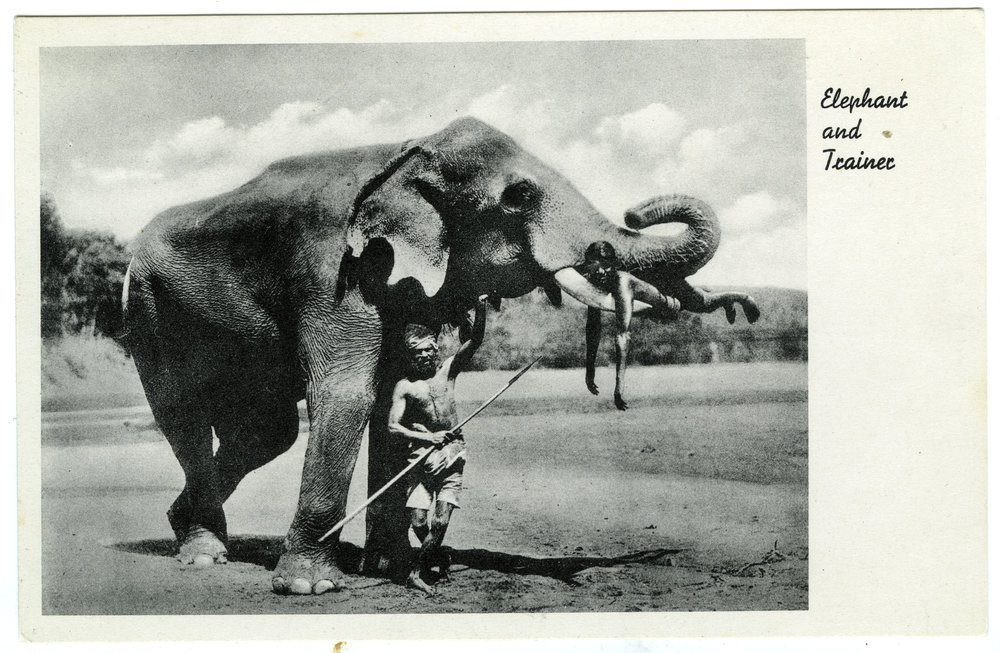Elephant and trainer