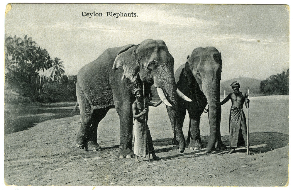 Ceylon Elephants