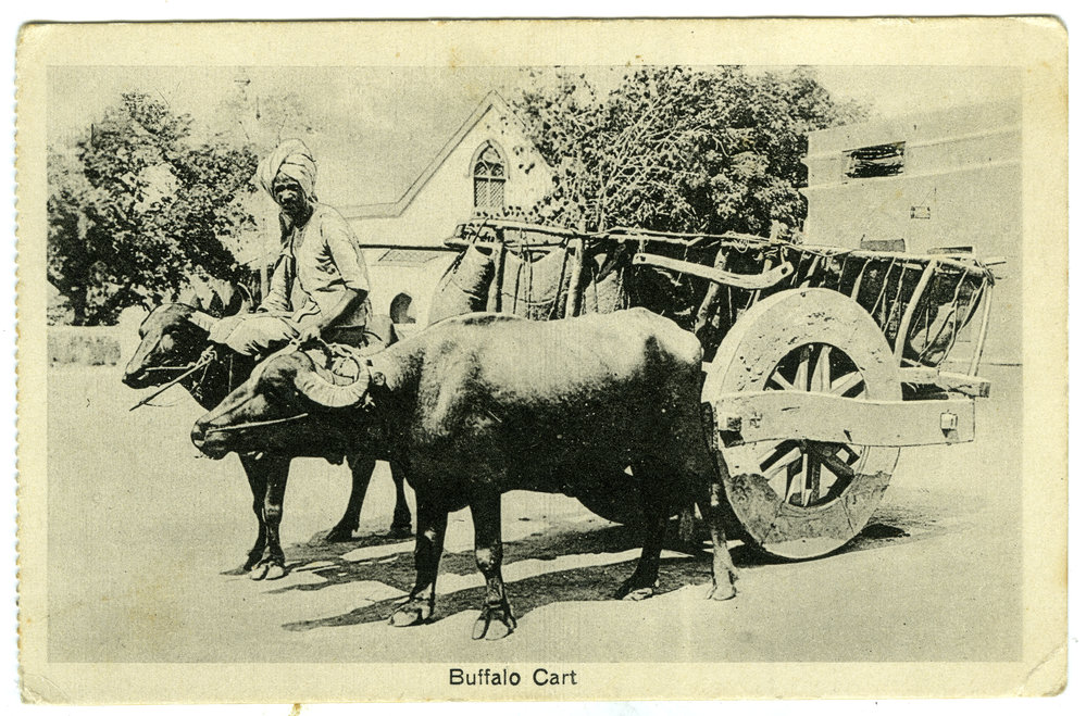 Buffalo cart