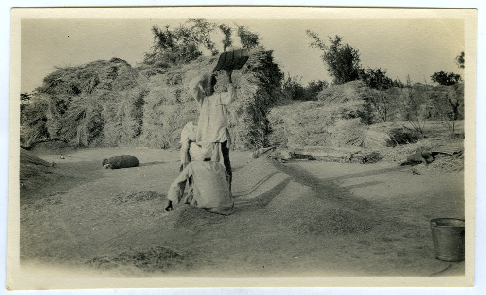 Winnowing wheat