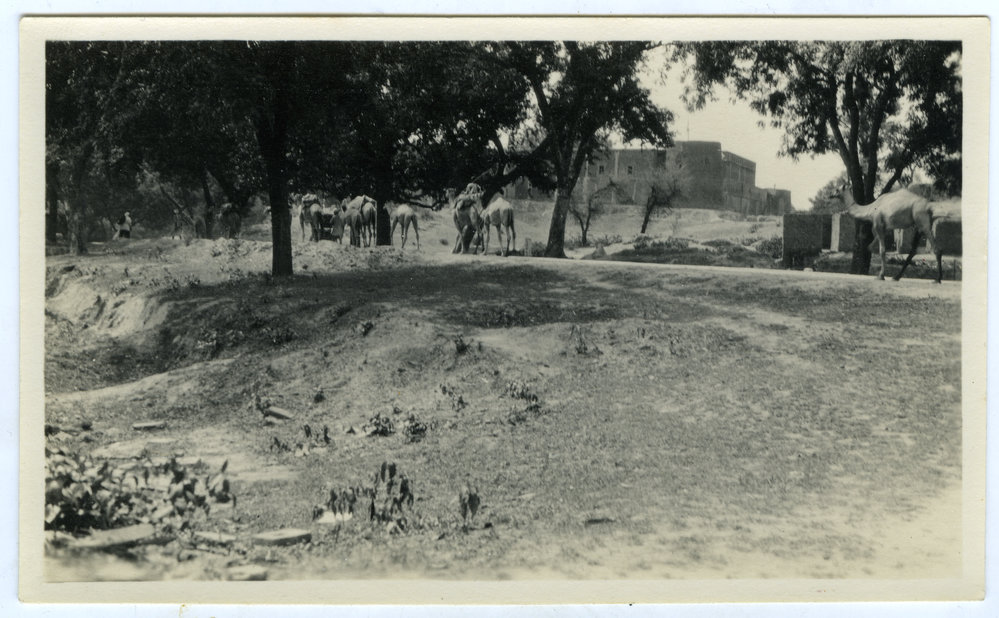 Camels on roadway, Kharar.
