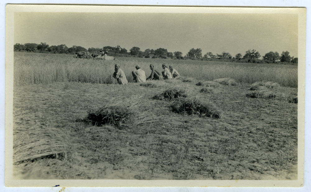 Cutting wheat