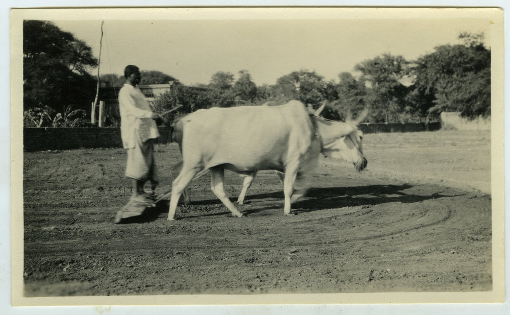 Indian farmer harrowing