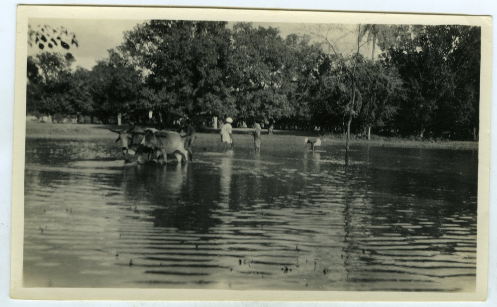 A flooded rice field 