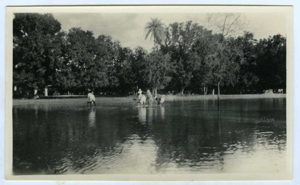 A flooded rice field 