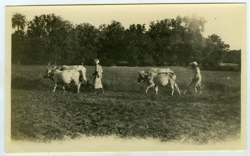 Farmers ploughing a field