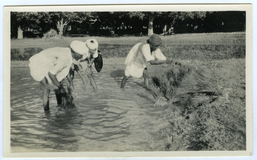 Washing the clumps of rice