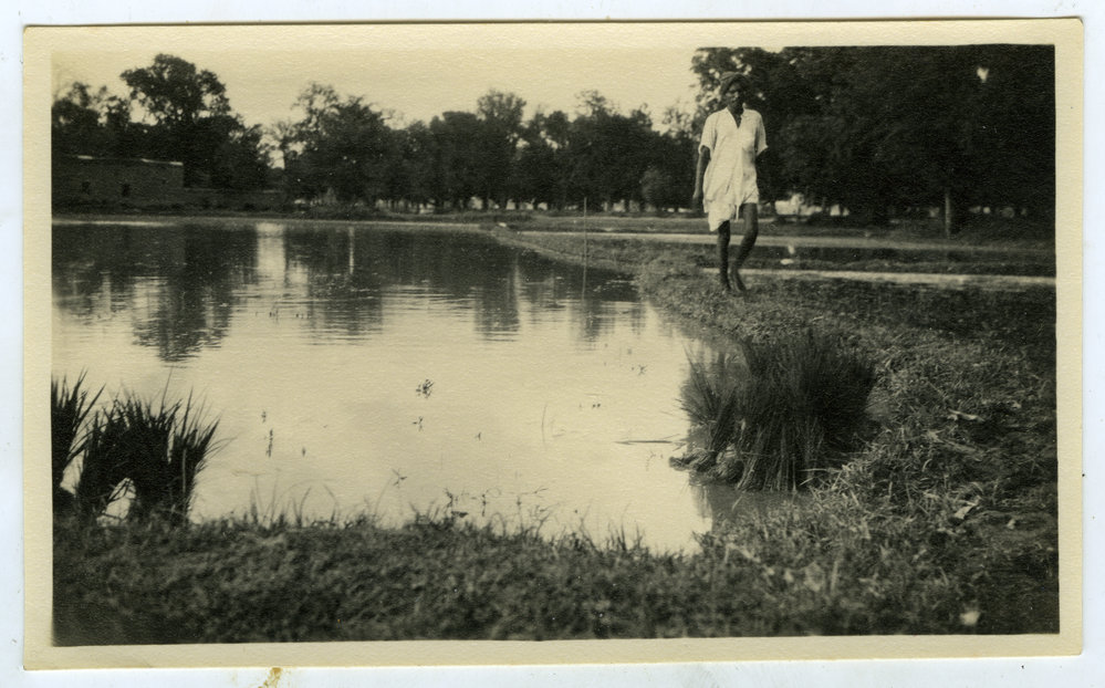 Flooded field ready for planting rice