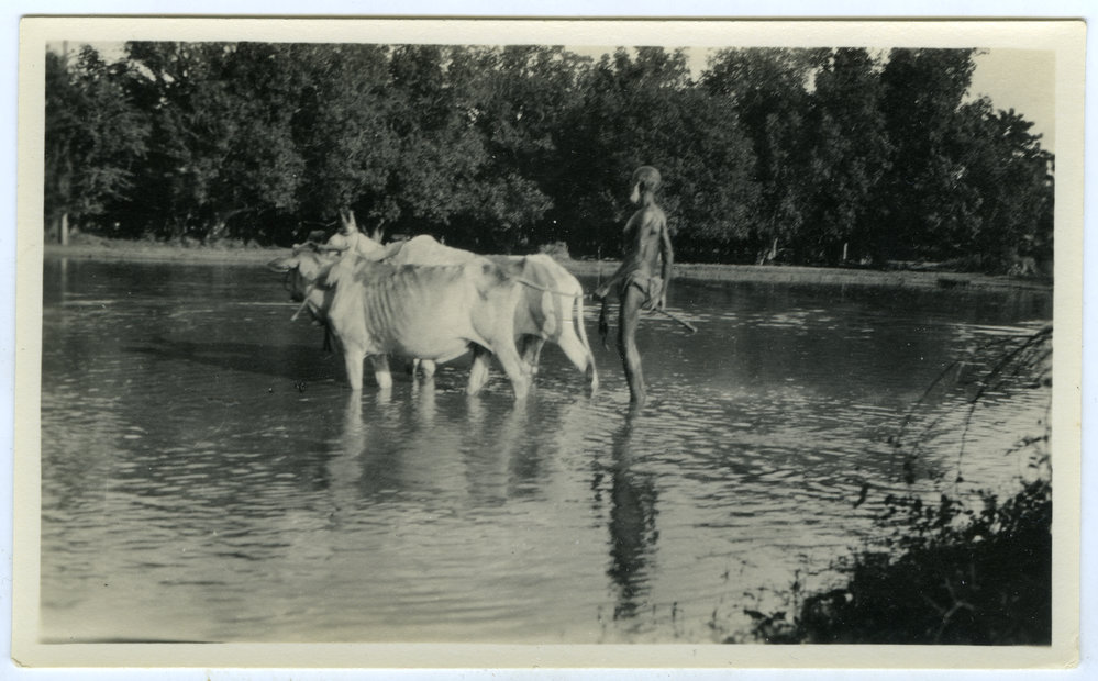 Preparing a field for rice planting