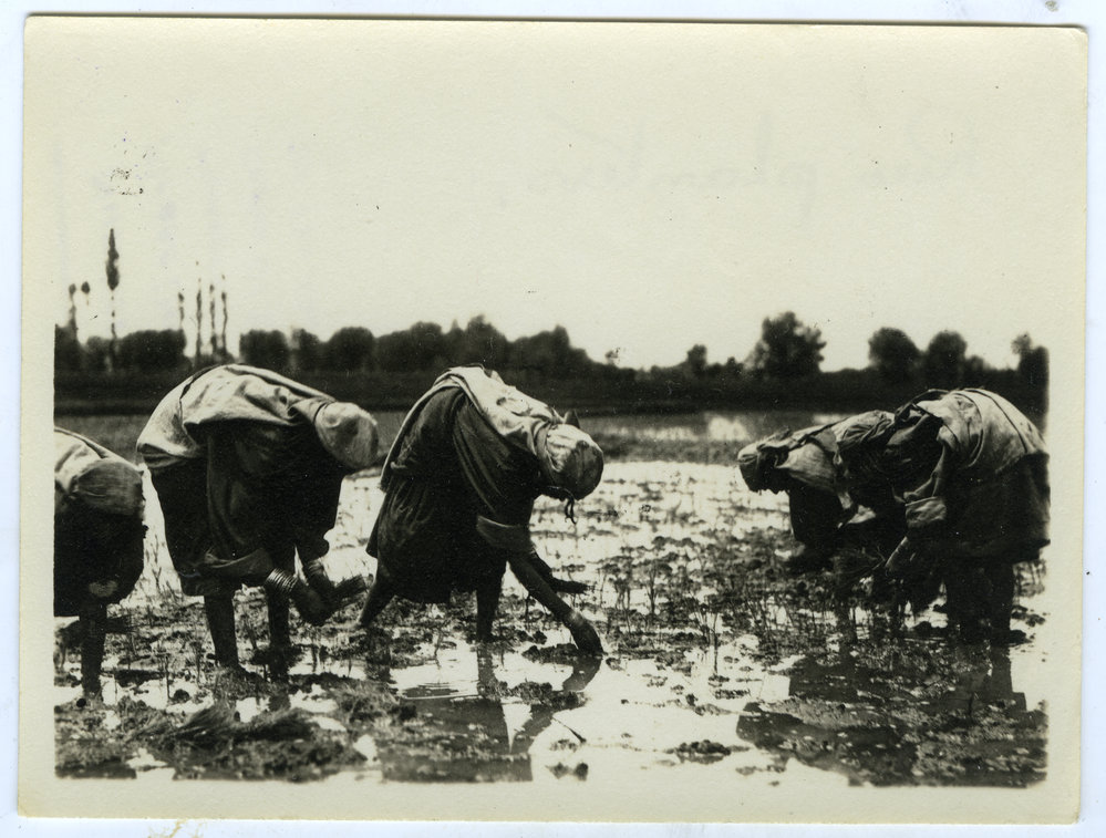 Rice planters