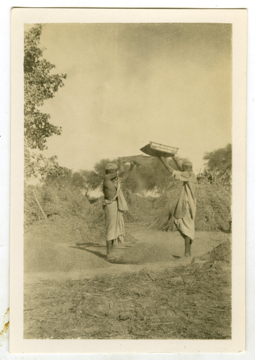 Winnowing grain