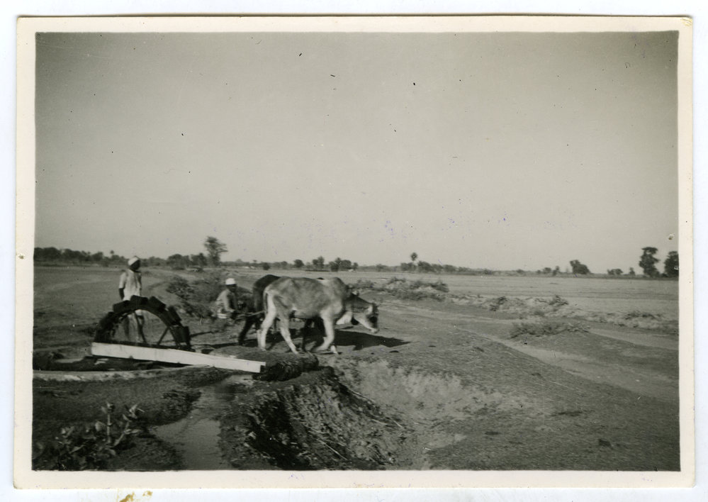 Bullocks on the Persian wheel