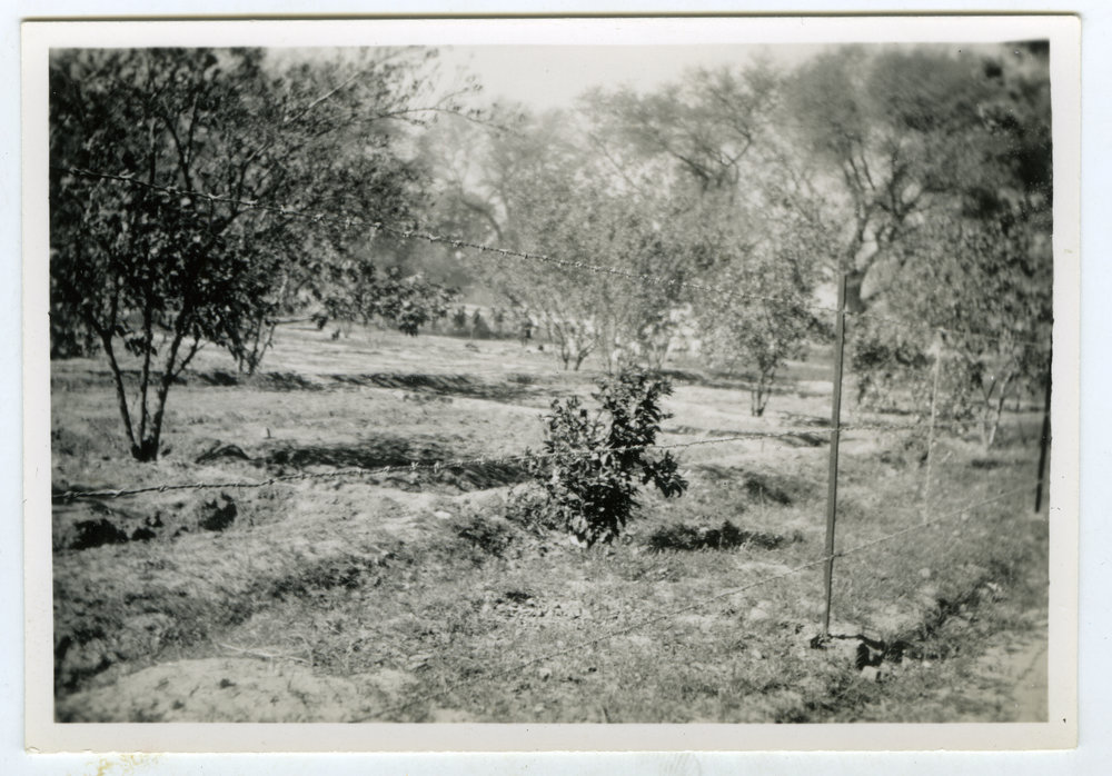 Unknown orchard