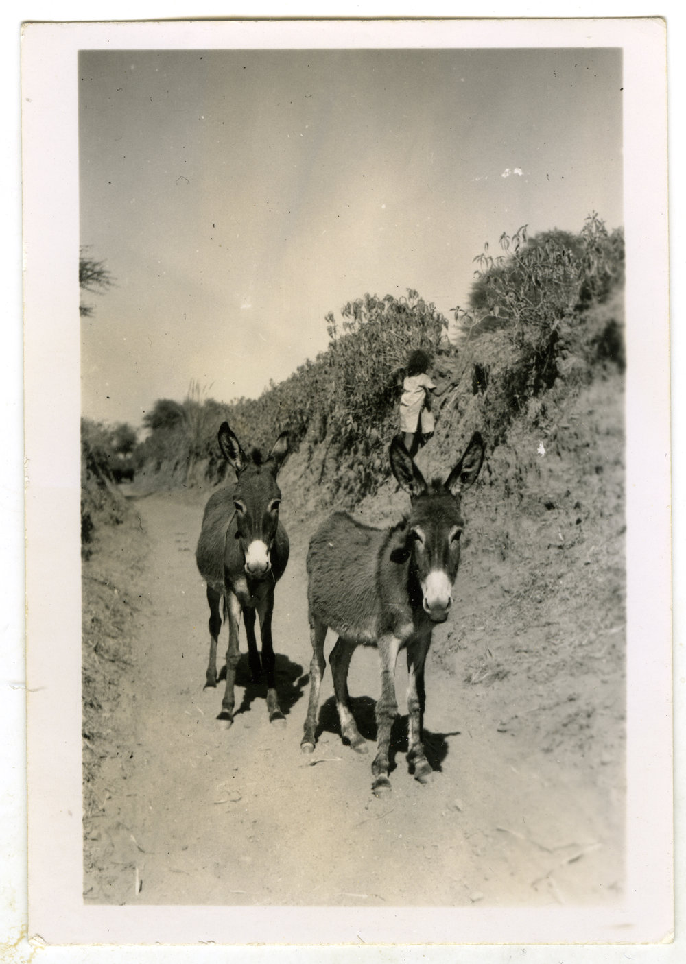 Donkeys on a track
