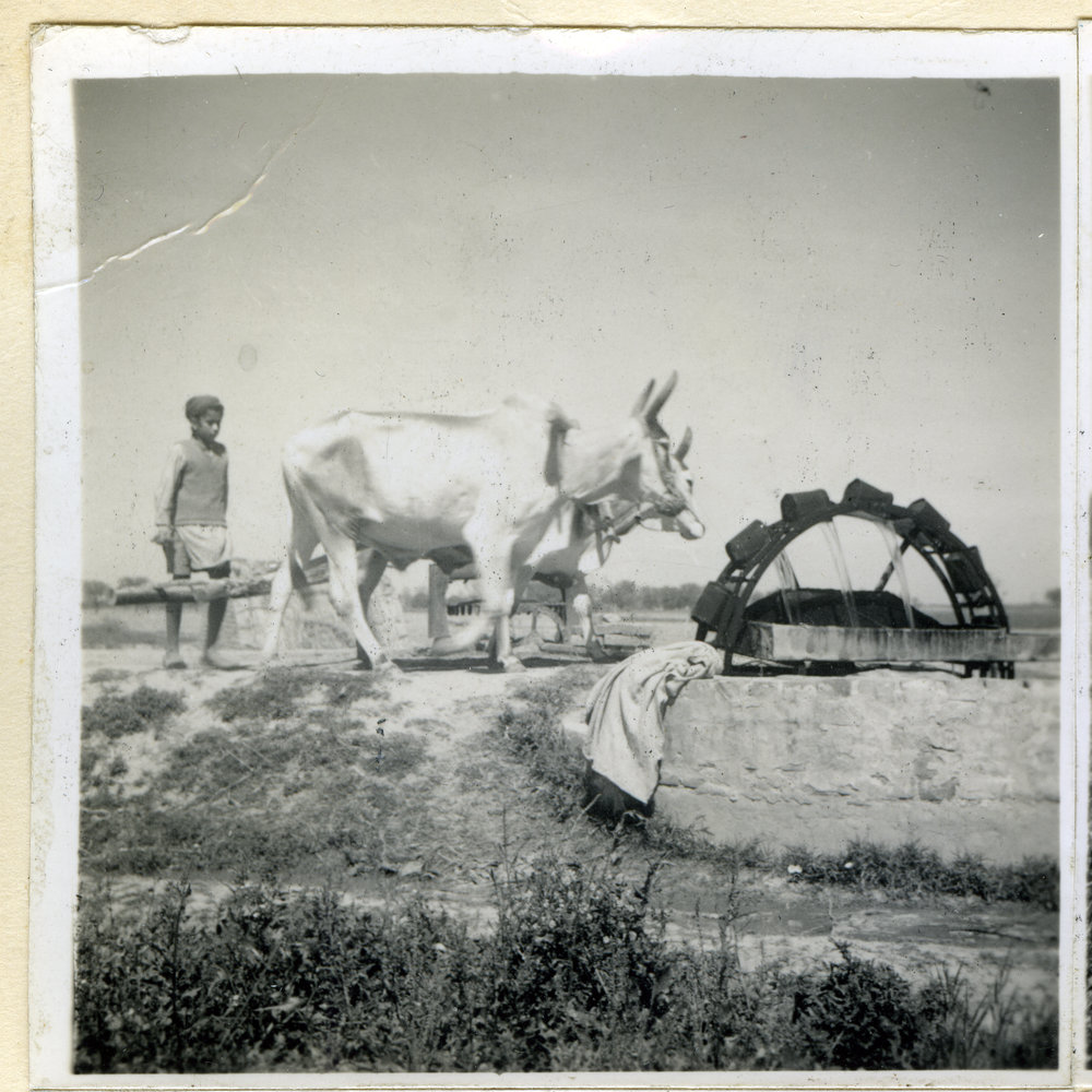 Cattle turning a Persian wheel