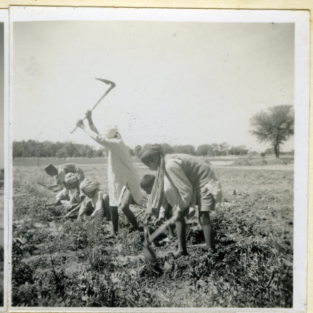 Unidentified Indian children hoeing a field