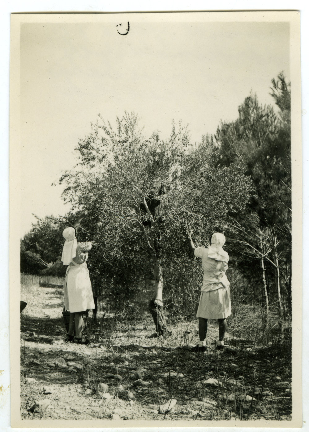 Picking olives at Jagadhri